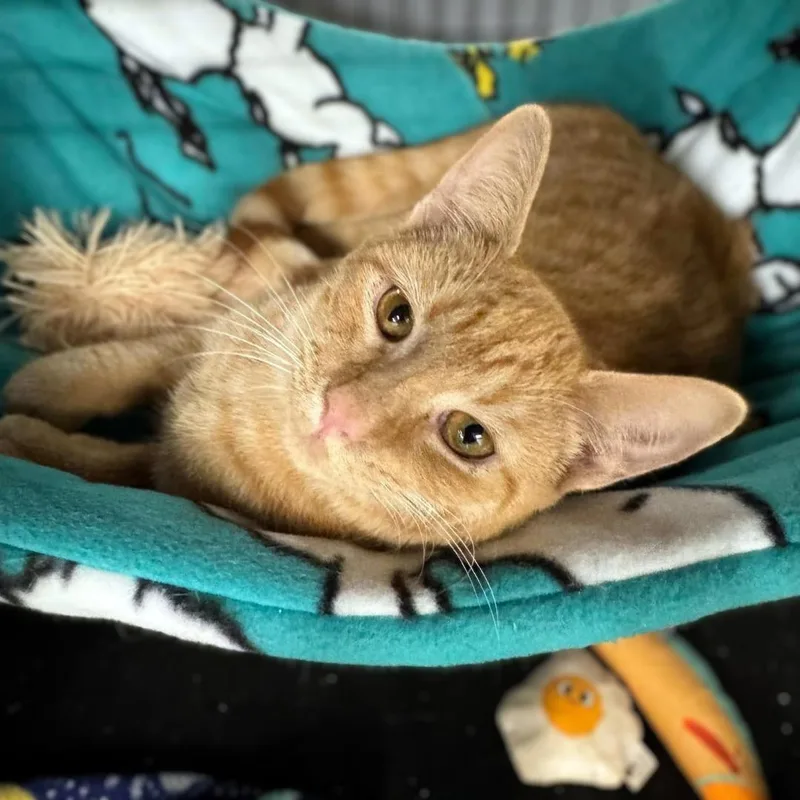 A baby small-sized male Tabby (Brown / Chocolate) Domestic Short Hair cat named Pecan & Squash for adoption in Pittsburgh, PA
