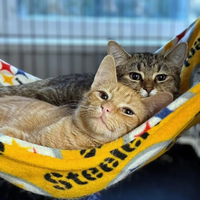 Pecan & Squash thumbnail 2