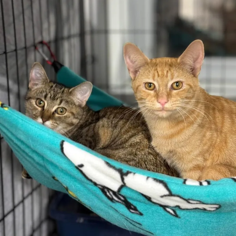 Pecan & Squash thumbnail 3