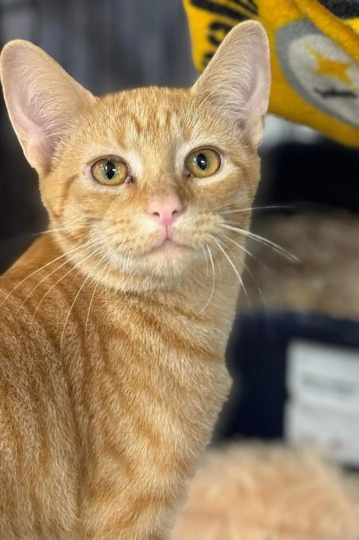 Pecan & Squash thumbnail 4