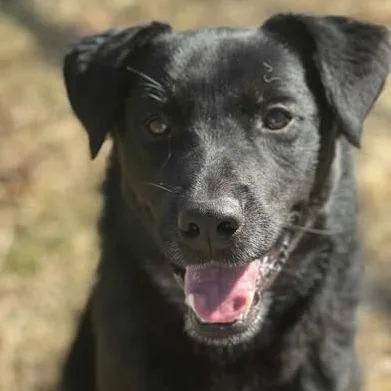 An adult medium-sized male Shepherd dog named Steve for adoption in Weatherford, TX