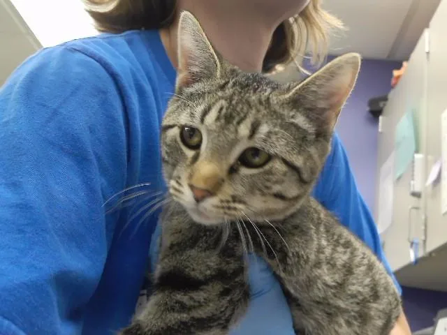A baby small-sized male Domestic Short Hair cat named Gourd for adoption in Omaha, NE