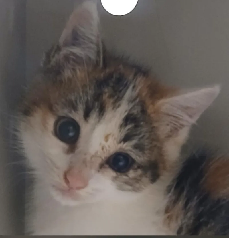 A baby small-sized male American Shorthair cat named Connor for adoption in Greenfield, IN