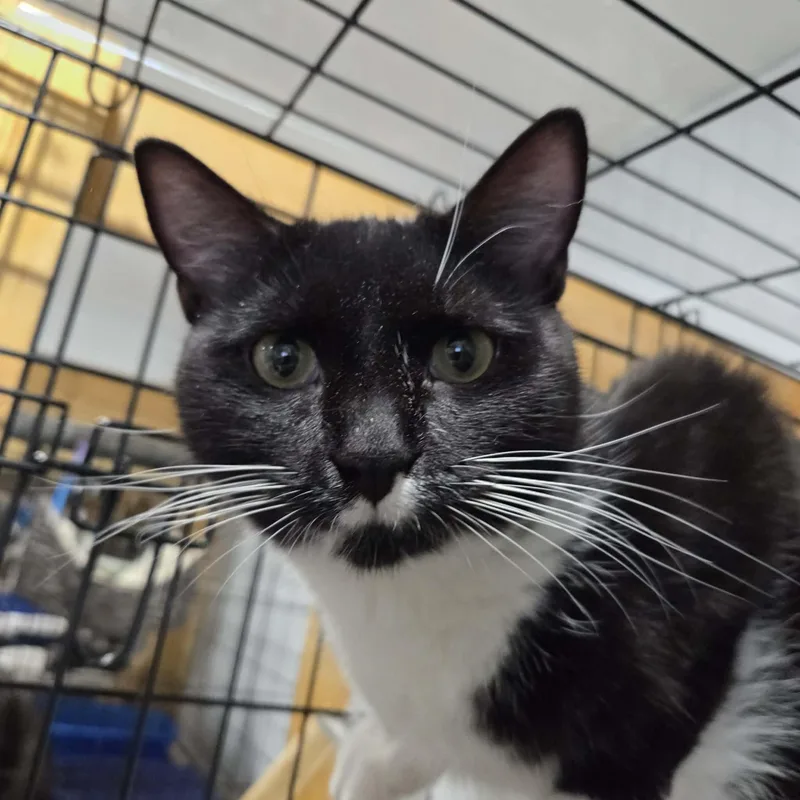A young medium-sized female Black & White / Tuxedo Domestic Short Hair cat named Jovanni & Jubilee Bonded for adoption in Woodstock, CT