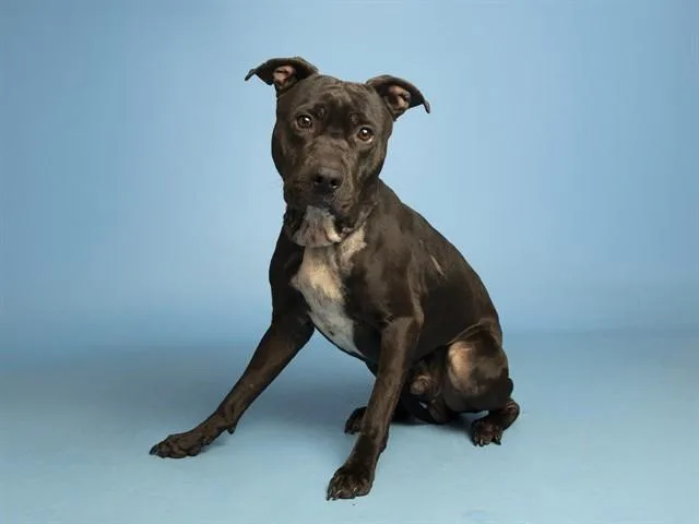 Loki