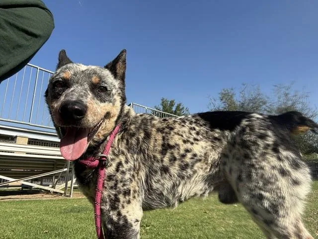 An adult medium-sized male Australian Cattle Dog / Blue Heeler dog named Merle for adoption in Riverside, CA
