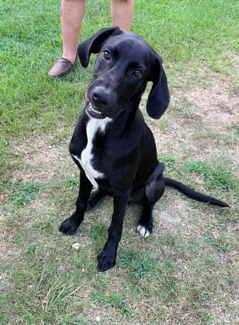 A young medium-sized male Labrador Retriever dog named Flash for adoption in Saint Petersburg, FL