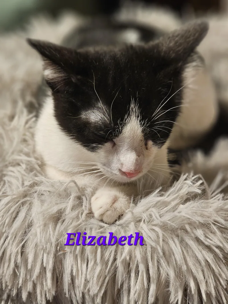 Elizabeth thumbnail 2