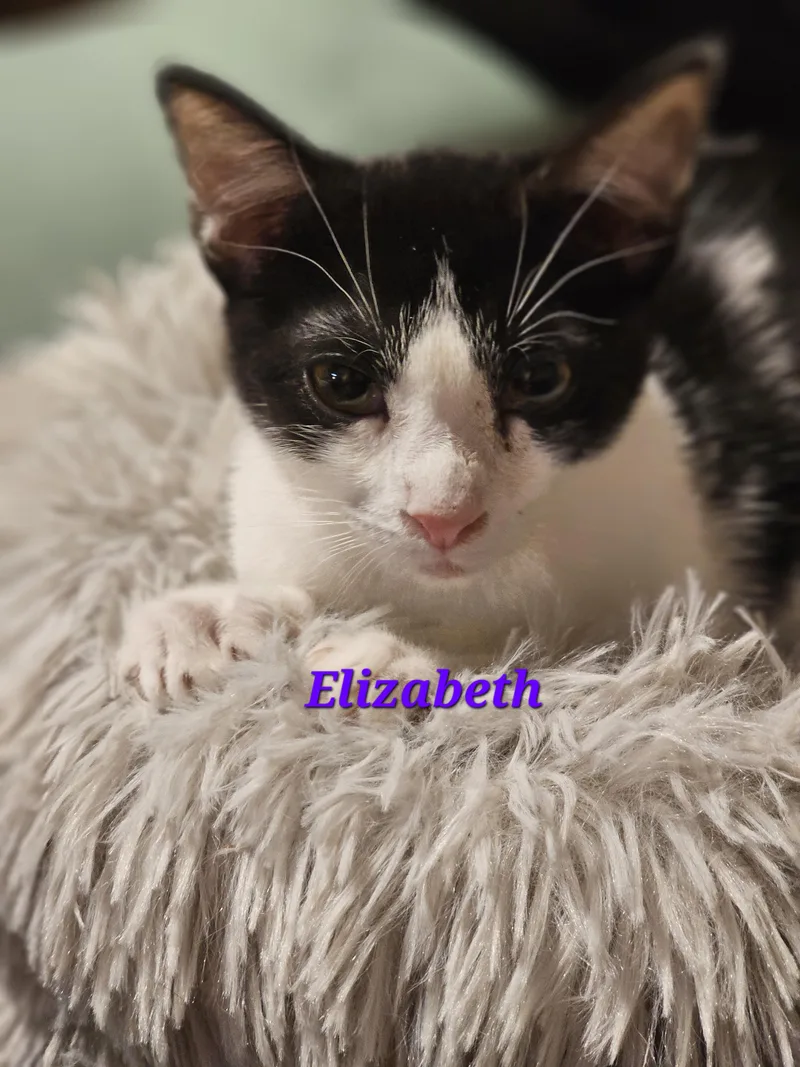 Elizabeth thumbnail 5