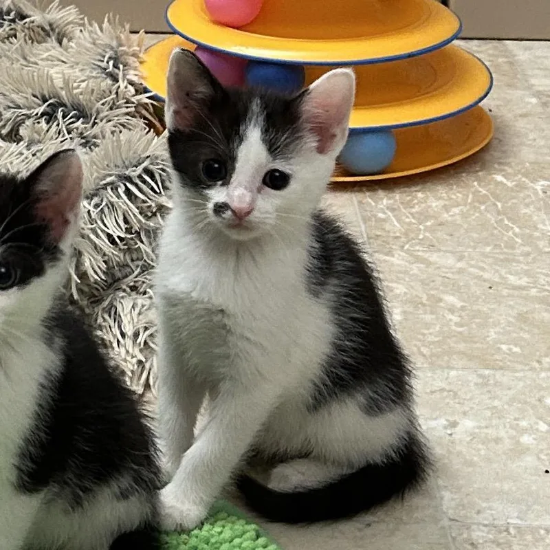 A baby small-sized female White Domestic Short Hair cat named Freddi for adoption in Bel Air, MD
