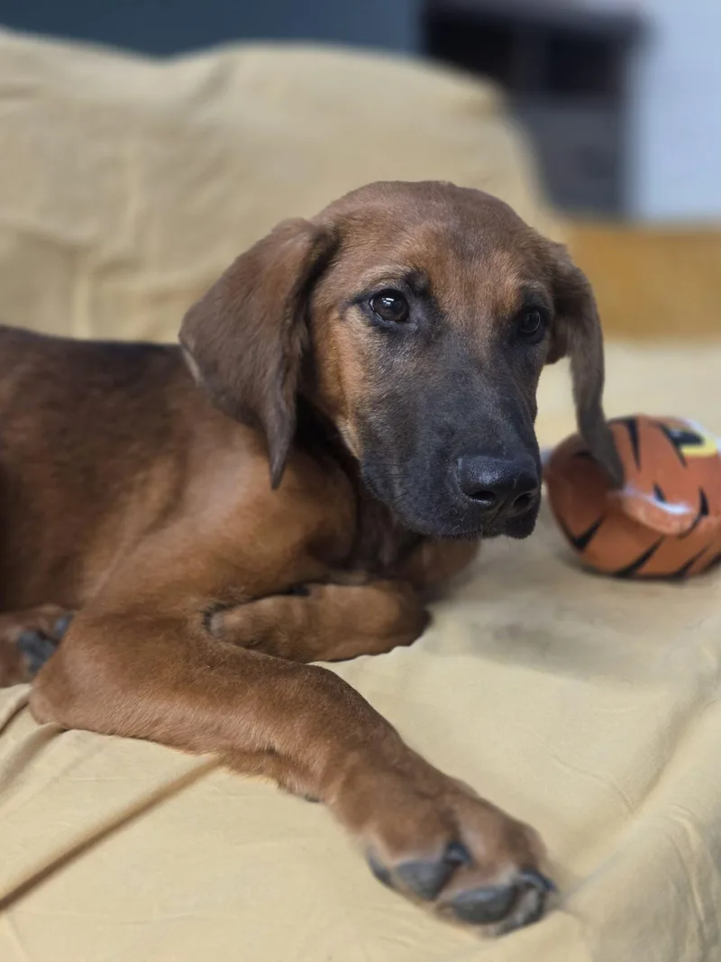 A young medium-sized female English Coonhound dog named Janis Joplin for adoption in TULSA, OK