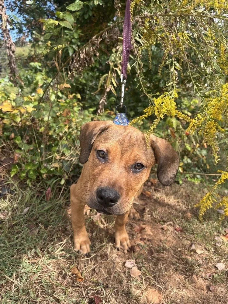 A baby medium-sized female Terrier dog named Paloma for adoption in Candler, NC