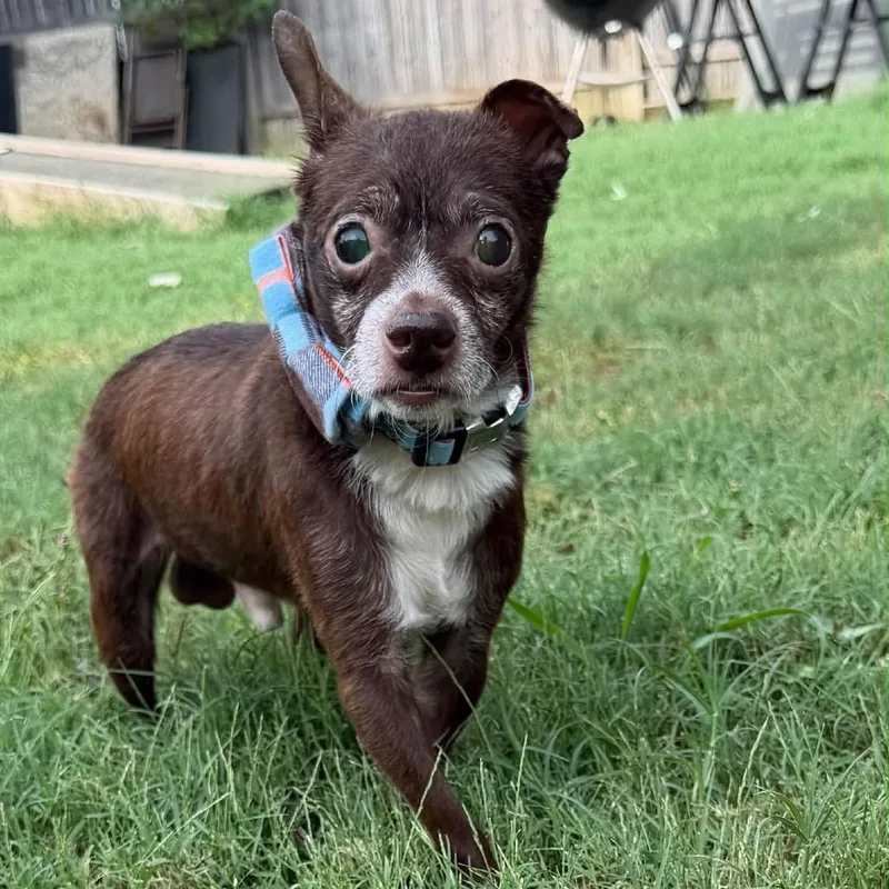 A senior small-sized male Chihuahua dog named Herrold for adoption in Prospect, KY