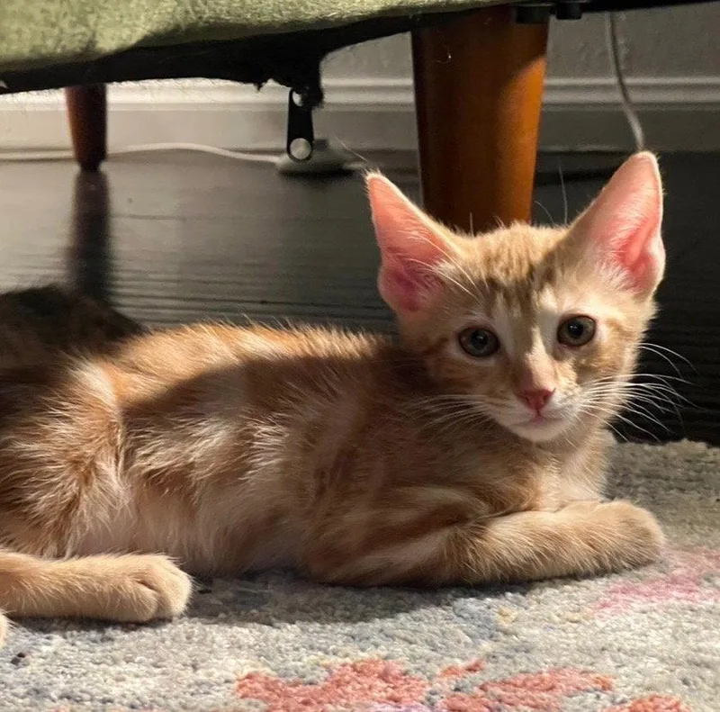 A young medium-sized male Orange / Red Domestic Short Hair cat named Toku for adoption in Riverside, CA