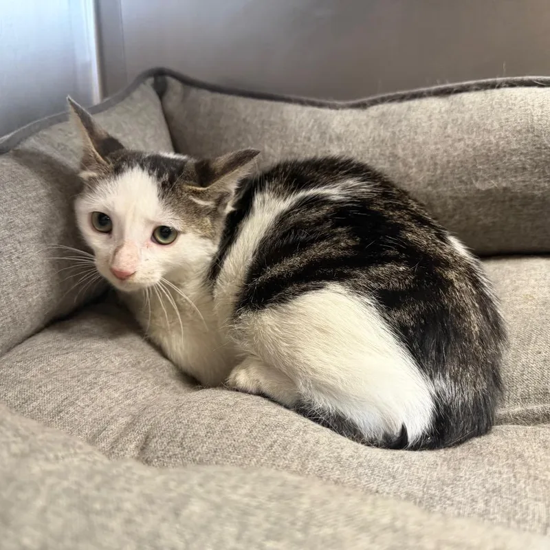 A baby small-sized female White Domestic Short Hair cat named MONTStray for adoption in Perkiomenville, PA