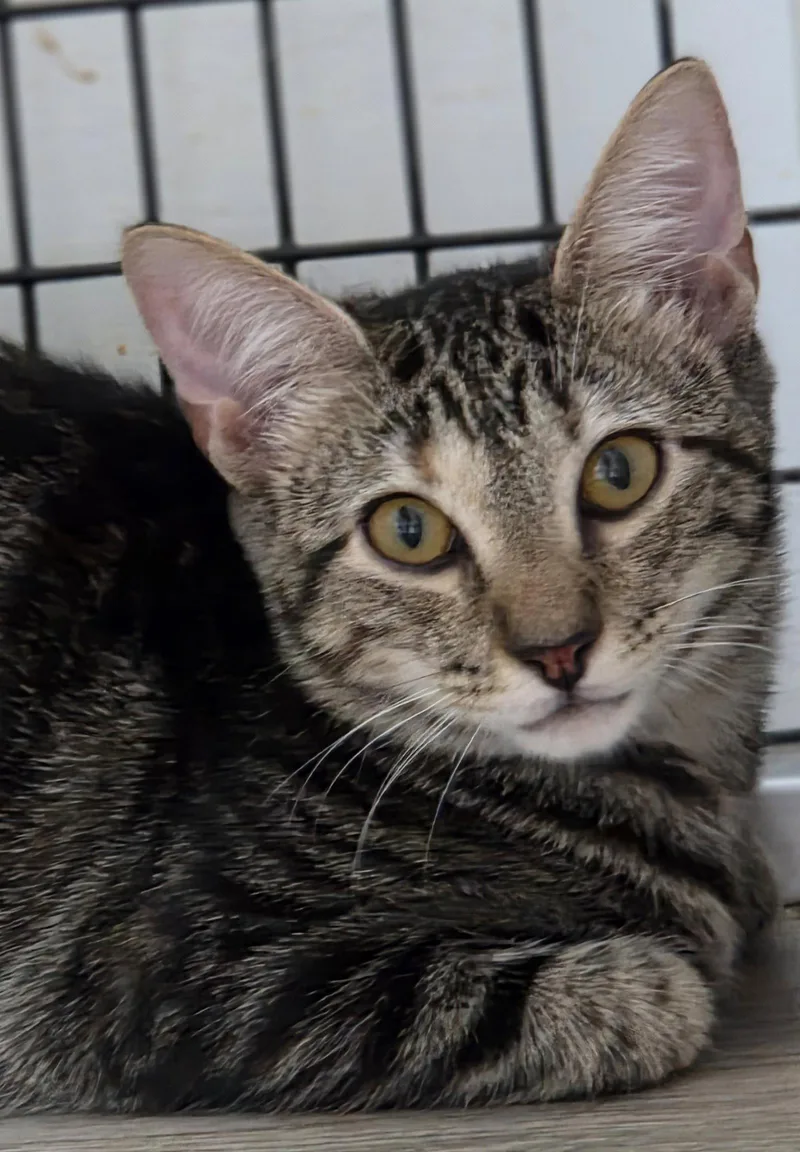A young small-sized female American Shorthair cat named Puff for adoption in Pittsboro, NC