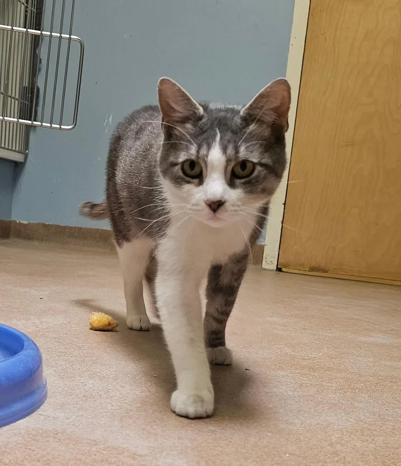 A young medium-sized male Tabby (Gray / Blue / Silver) Domestic Short Hair cat named Pooh Bear for adoption in Norwalk, CT
