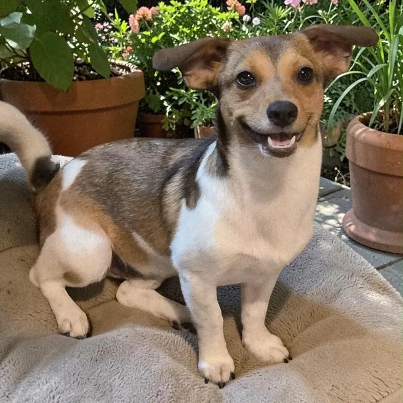 A baby small-sized male Tricolor (Brown, Black, & White) Chiweenie dog named Max for adoption in Oceanside, CA