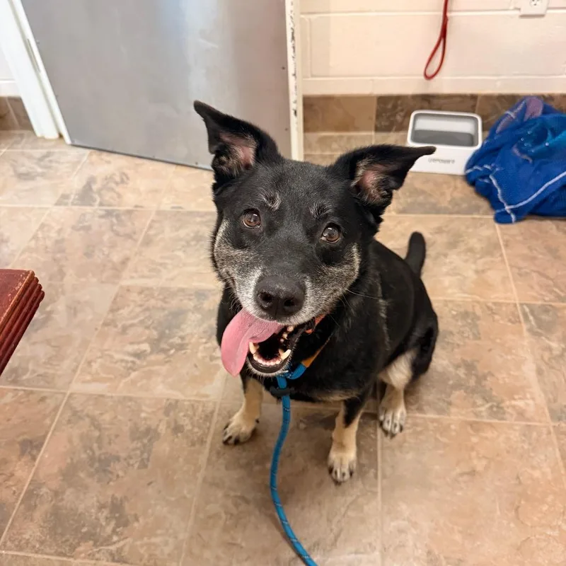 An adult large-sized female Black Australian Shepherd dog named Honey for adoption in Gloucester, VA