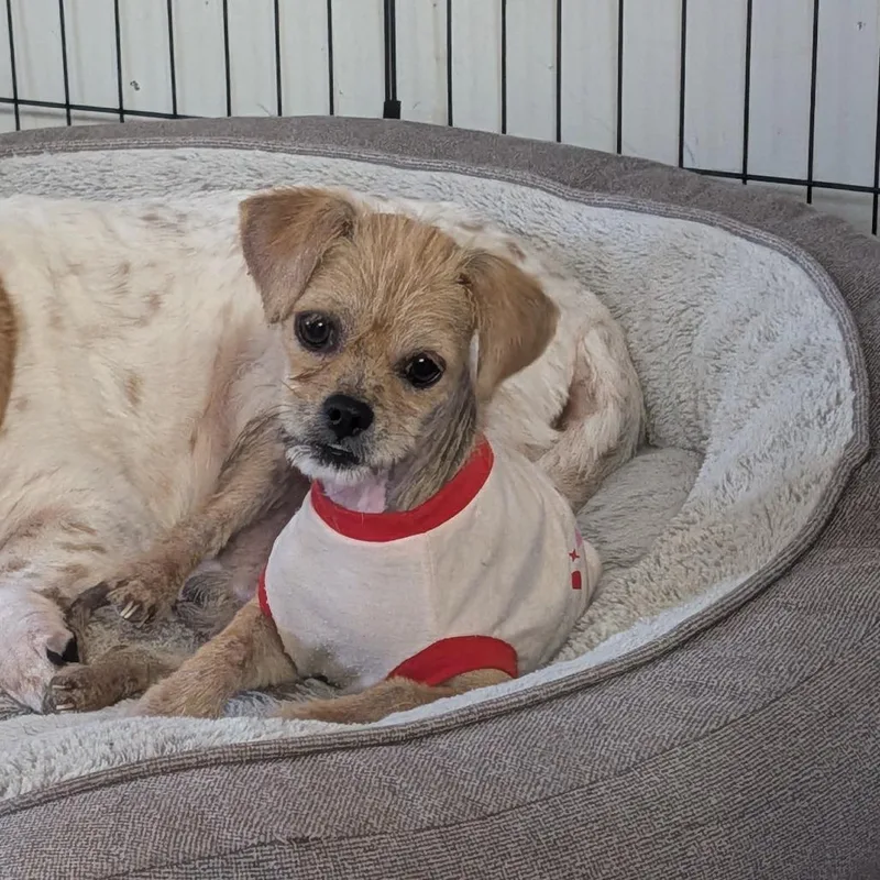 An adult small-sized male Yellow / Tan / Blond / Fawn Mixed Breed dog named Crustopher Robin for adoption in Fredericksburg, VA