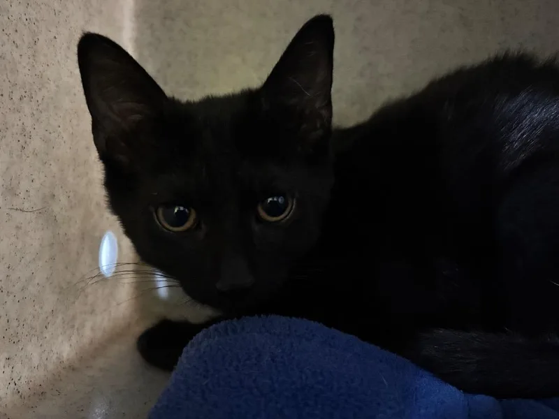 A baby small-sized female Domestic Short Hair cat named Komodo for adoption in Powell, OH