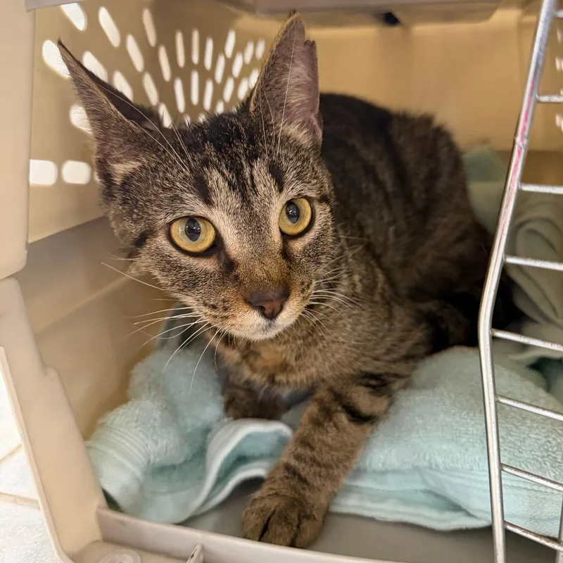 An adult medium-sized female Black Domestic Short Hair cat named Adrian Balboa for adoption in East Smithfield , PA