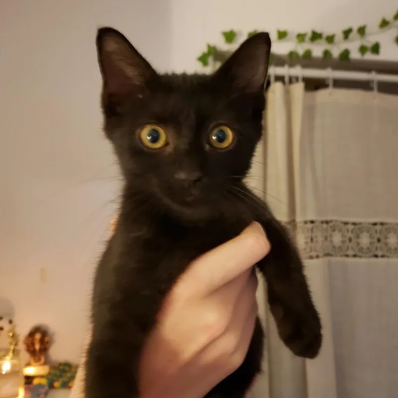 A young medium-sized male Black Domestic Short Hair cat named Tron for adoption in Boston, MA