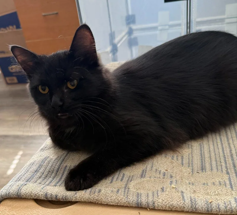 A baby medium-sized male Domestic Long Hair cat named Galen for adoption in Raleigh, NC