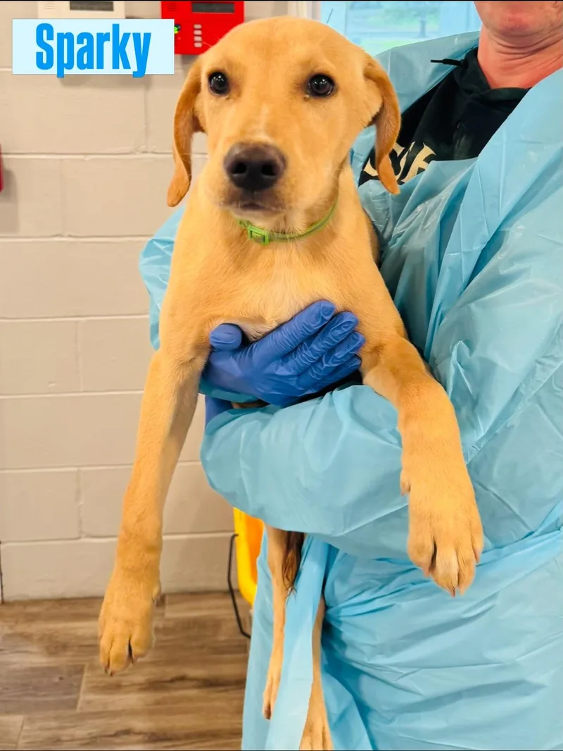 A baby large-sized male Labrador Retriever dog named Sparky for adoption in Rock Hill, NY