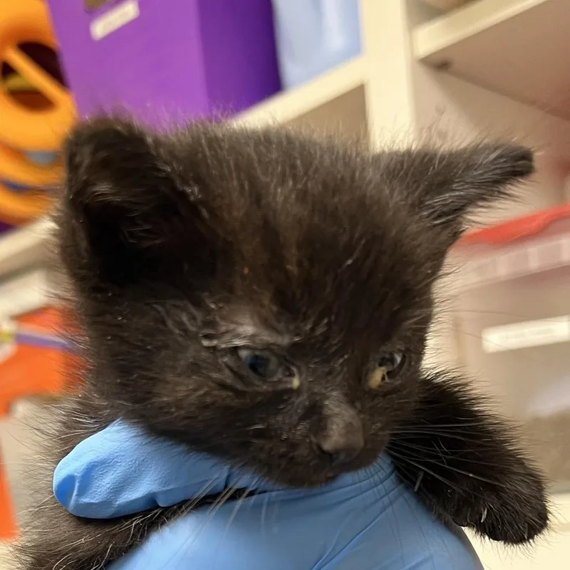 A baby small-sized male Black Domestic Short Hair cat named 71703 for adoption in Harrisonburg, VA