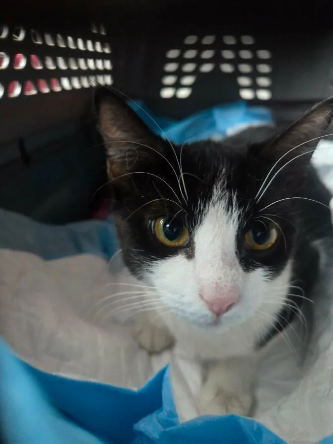 A young medium-sized female Black & White / Tuxedo Domestic Short Hair cat named Pistachio for adoption in Brooklyn, NY