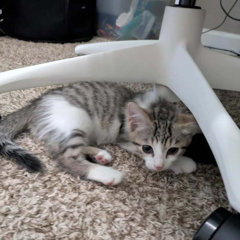 A baby small-sized male White Domestic Medium Hair cat named Ed for adoption in Chicago, IL