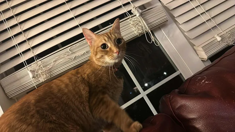 An adult large-sized male Tabby (Orange / Red) Domestic Short Hair cat named Where's Milton for adoption in Merrillville, IN