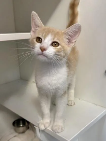 A baby small-sized male Domestic Short Hair cat named Neopets for adoption in West Chester, PA