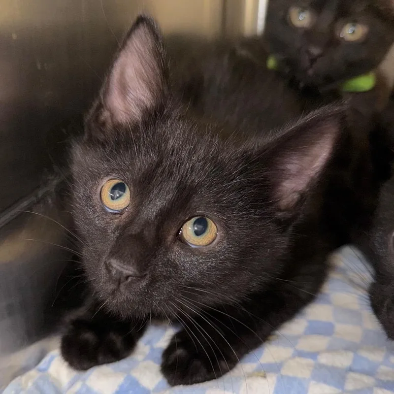 A baby small-sized female Black Domestic Medium Hair cat named Hocus for adoption in Belleville, IL