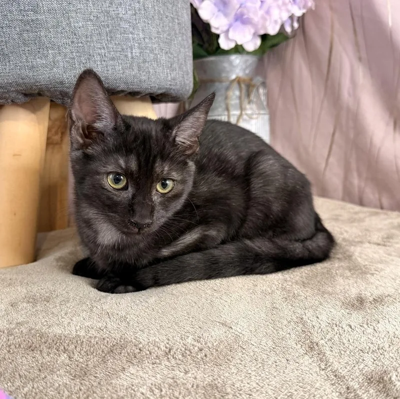 A baby medium-sized female Smoke Domestic Short Hair cat named Marina for adoption in Long Beach, MS