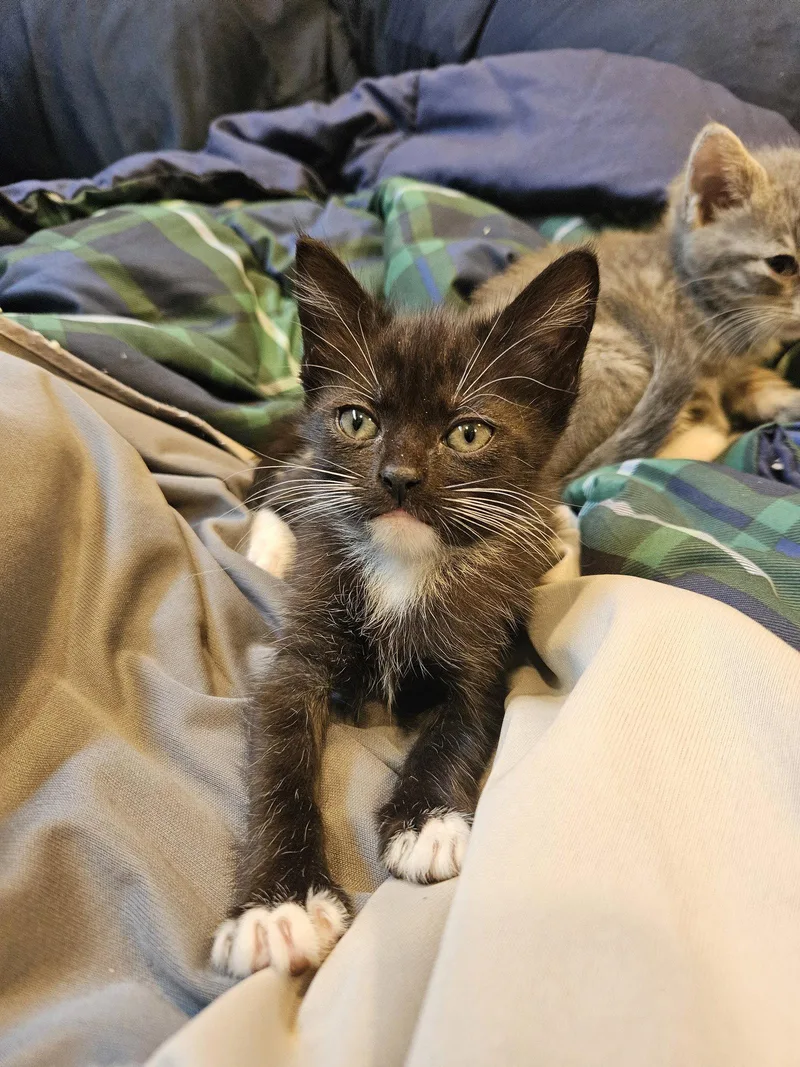 A baby medium-sized female Domestic Short Hair cat named Mocha  B&w for adoption in Holbrook, NY