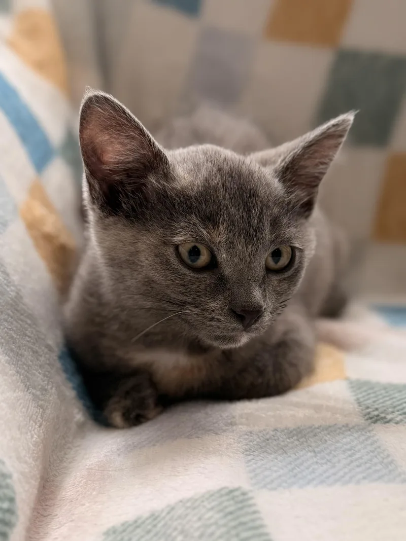 A baby medium-sized female Dilute Tortoiseshell Domestic Short Hair cat named Willow for adoption in Louisville, KY