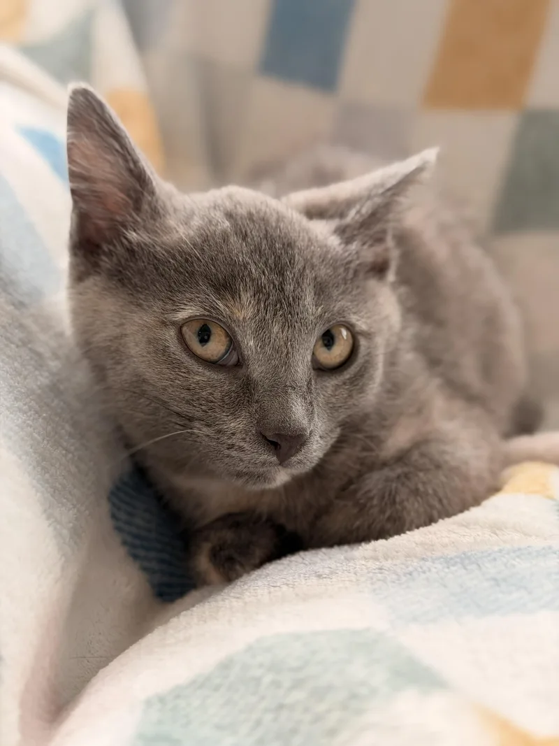 Willow thumbnail 2