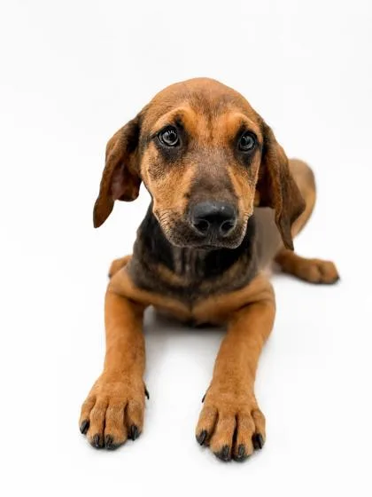 A young small-sized female Hound dog named Patty for adoption in Bowling Green, KY