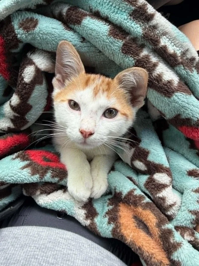 A young medium-sized male Domestic Short Hair cat named Golden for adoption in Mansfield, TX