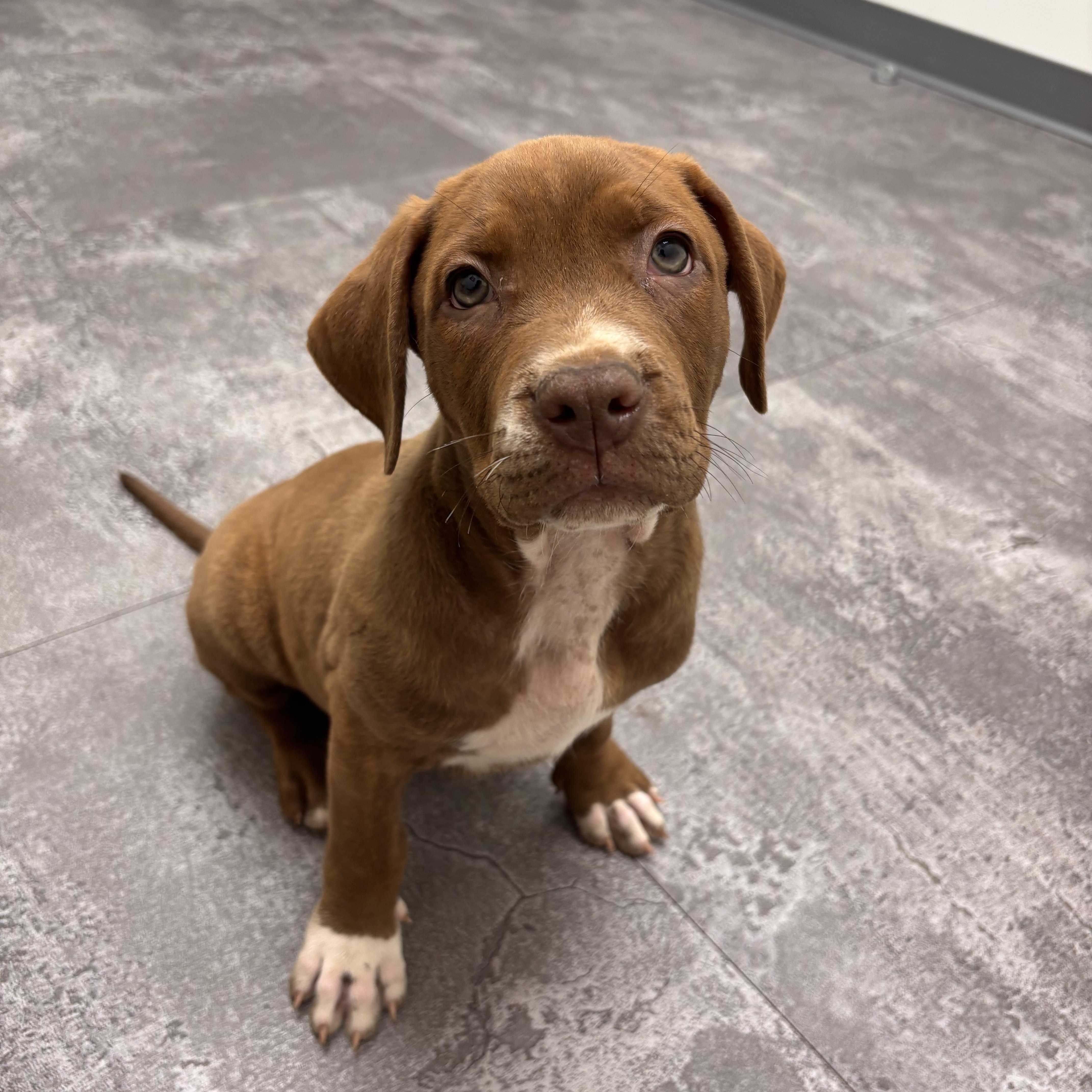 A baby large-sized male Red / Chestnut / Orange Shepherd dog named Lou for adoption in Rock Hill, SC