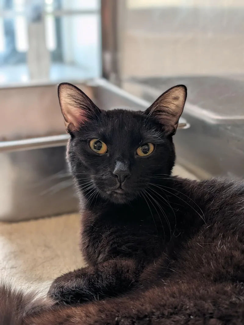 An adult medium-sized female Black Domestic Short Hair cat named Regina for adoption in Chambersburg, PA