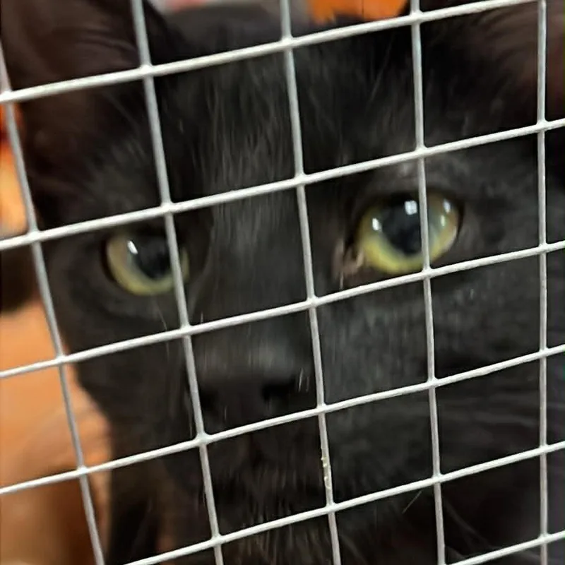 A baby small-sized female Black Domestic Short Hair cat named Huntress for adoption in Antioch, CA