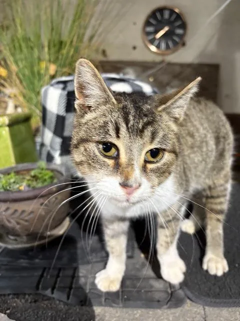 A young medium-sized female Domestic Short Hair cat named Raygun for adoption in Auburn, IN