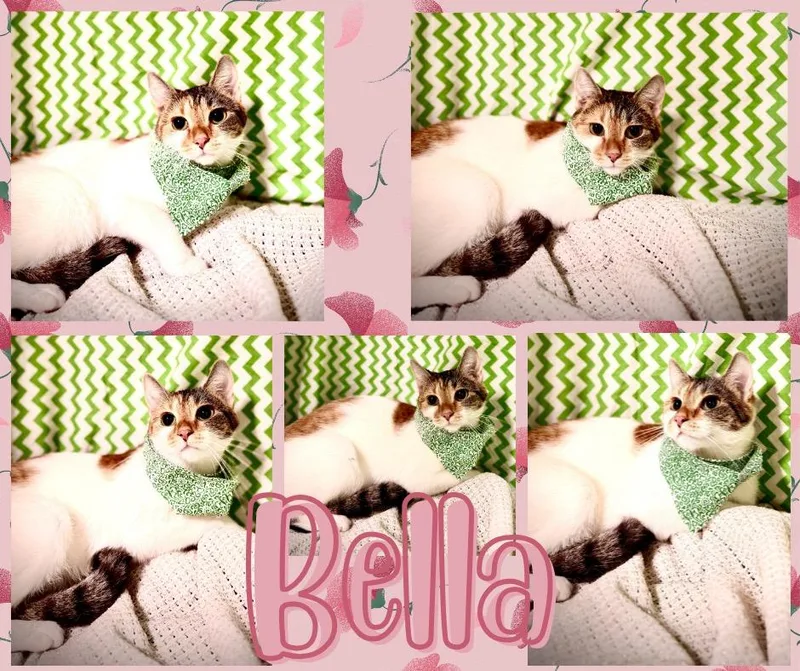 A young large-sized female Domestic Short Hair cat named Bella for adoption in Hopkinsville, KY