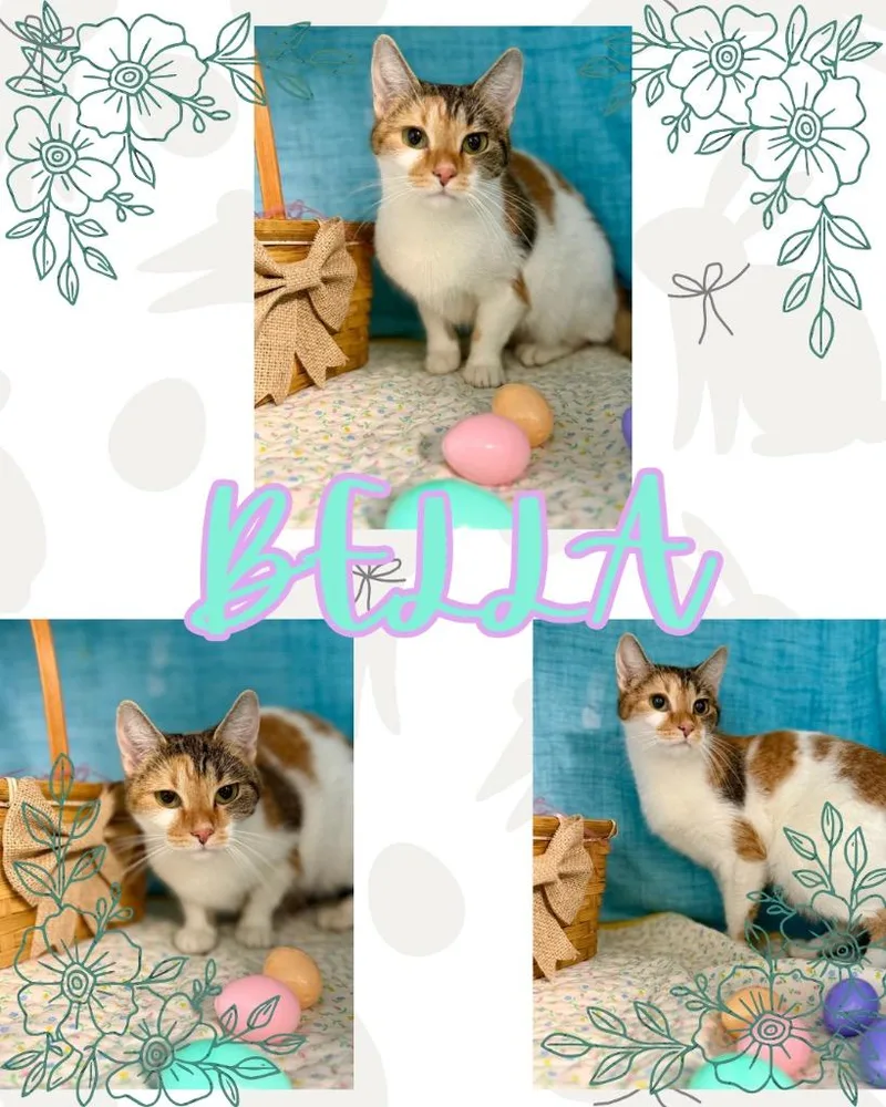 Bella thumbnail 2