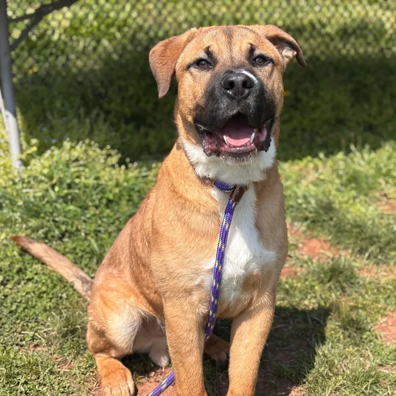 An adult large-sized male Brown / Chocolate Mixed Breed dog named Pizza Steve for adoption in York, PA