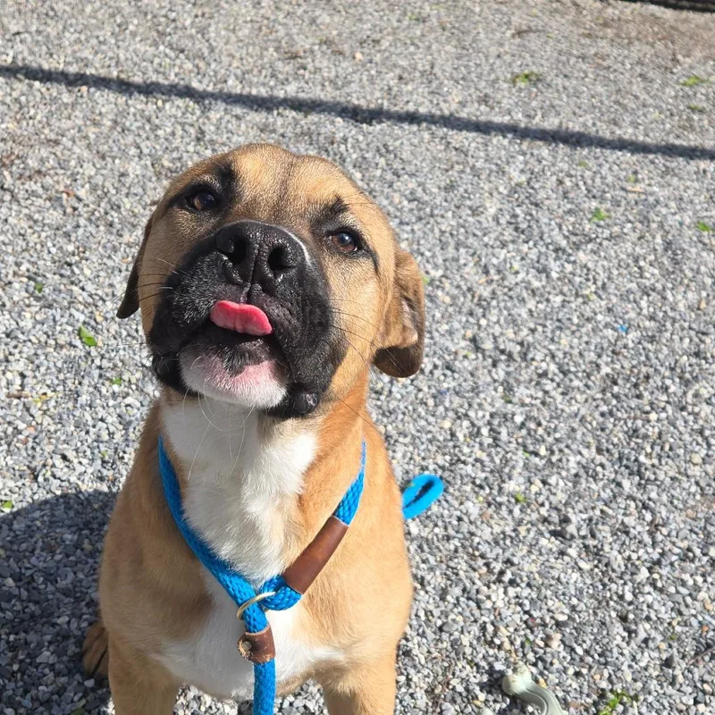 Pizza Steve thumbnail 6