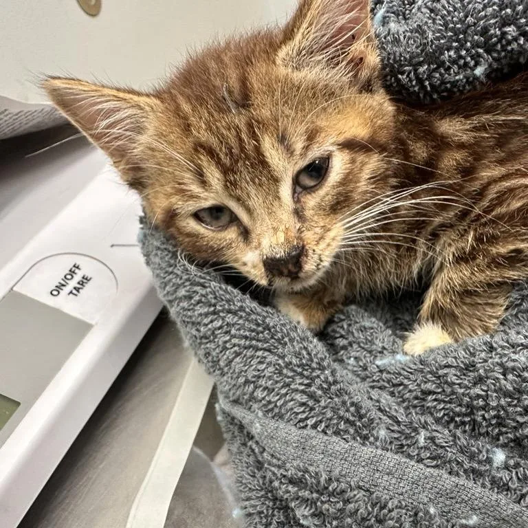 A baby small-sized male Brown / Chocolate Domestic Short Hair cat named Meeko for adoption in Jacksonville, FL